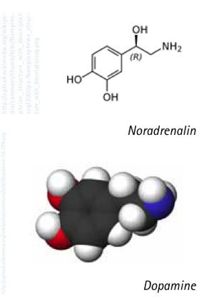 Noradrenalin - Dopamine