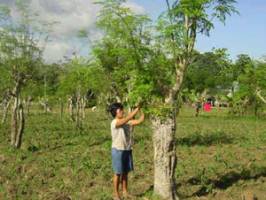 “horseradish tree” Moringa oleifera