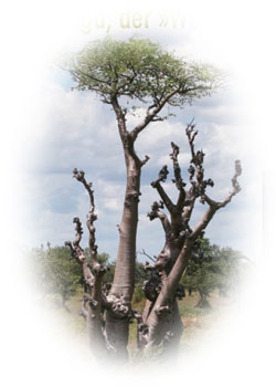 Meerrettich-Baumes“, Moringa olifeira