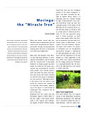 Moringa:  the “Miracle Tree”