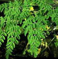 Moringa, der „Wunderbaum“